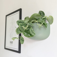 Present Time Wall plant pot oval wide